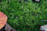 Leptobryum pyriforme