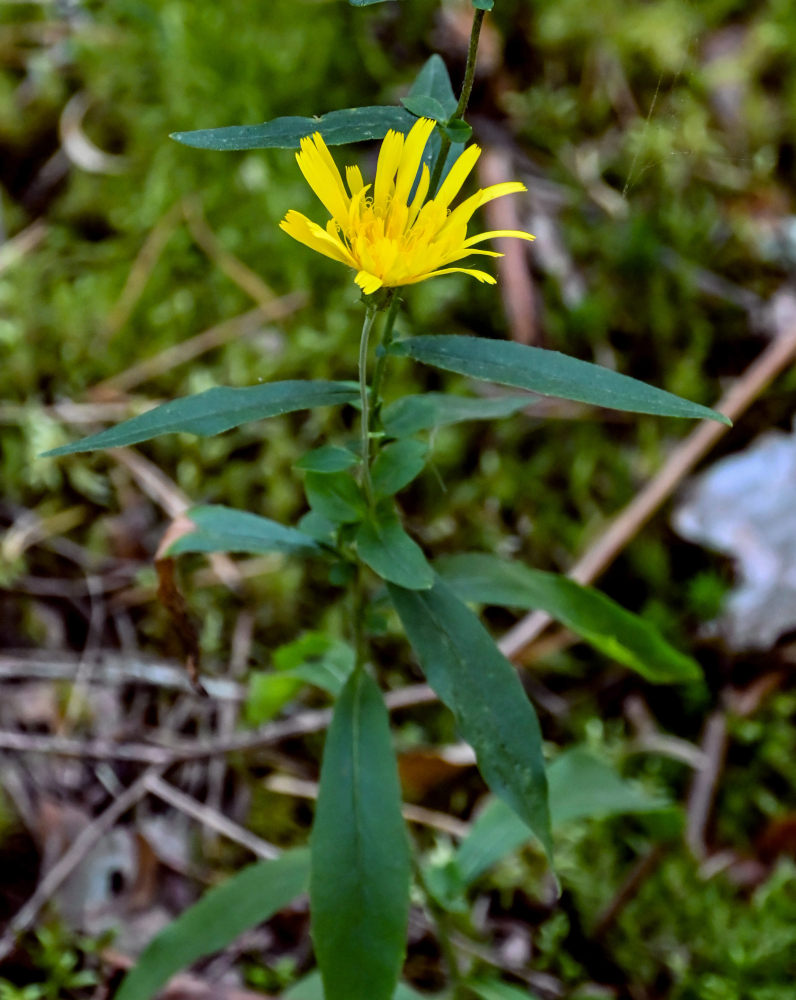 Изображение особи Hieracium umbellatum.