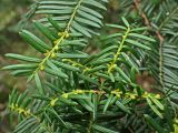 Taxus cuspidata