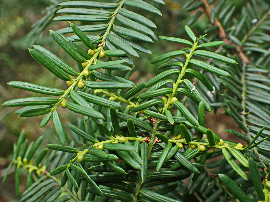 Image of Taxus cuspidata specimen.