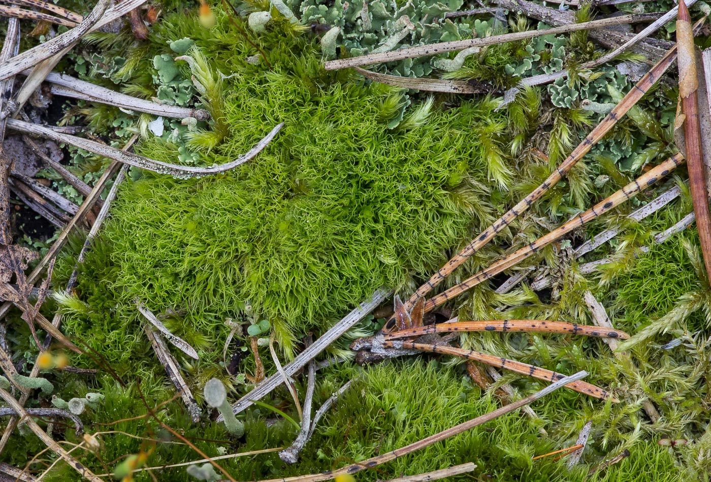 Image of class Bryopsida specimen.