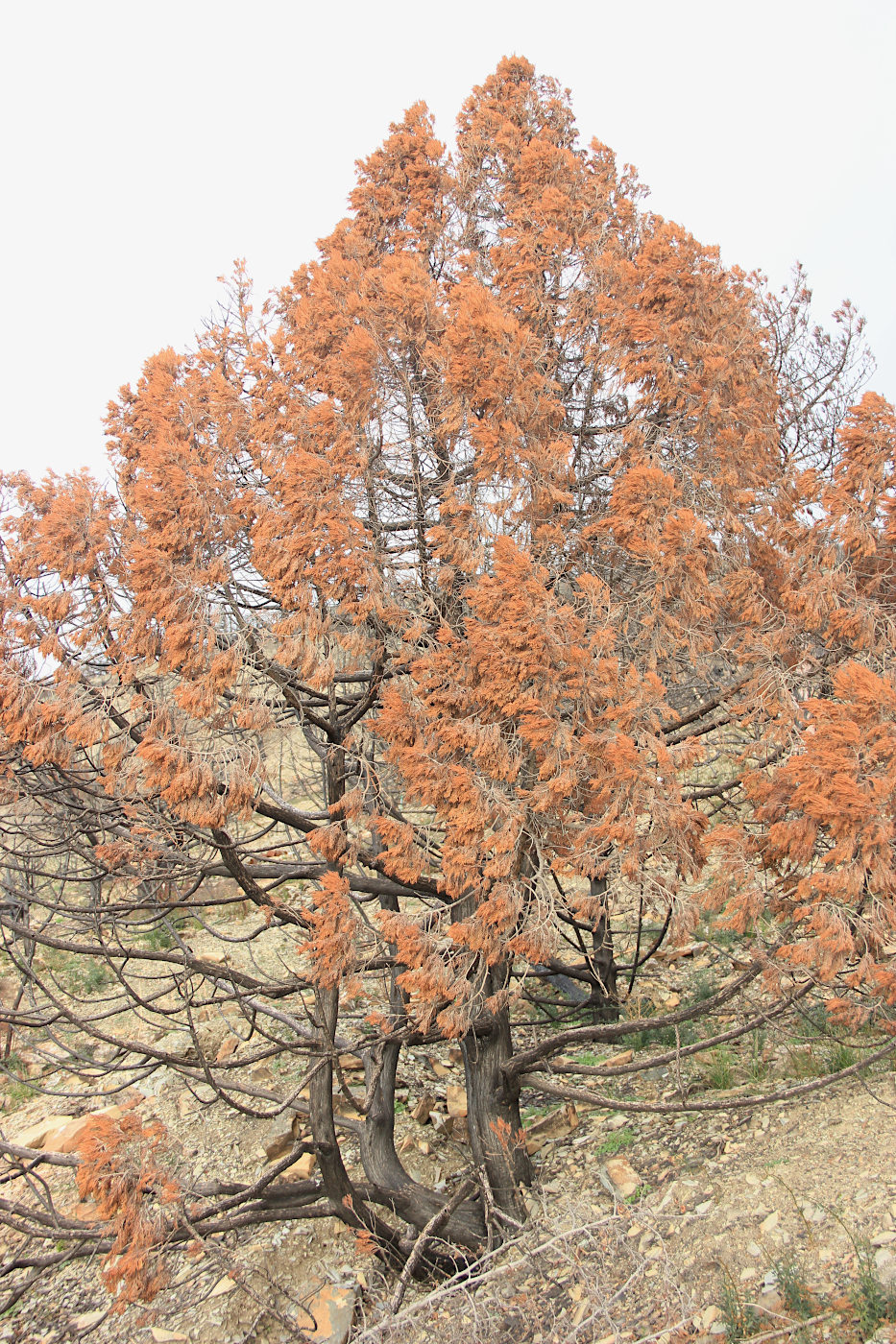 Изображение особи Juniperus excelsa.