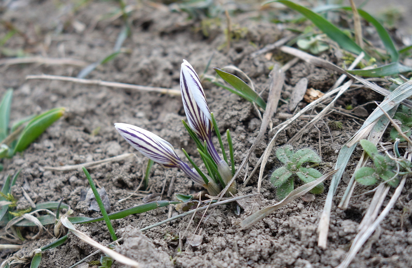 Image of Crocus reticulatus specimen.