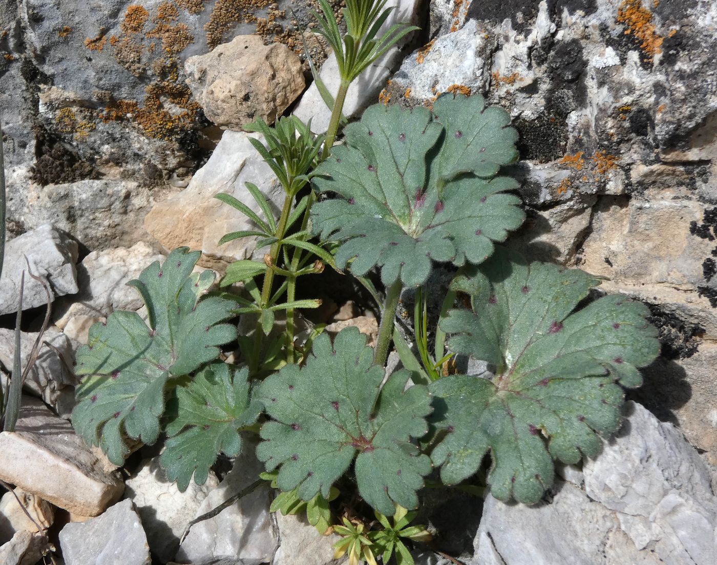 Изображение особи Delphinium longipedunculatum.