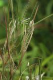 Epilobium palustre