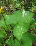 Ligularia sibirica