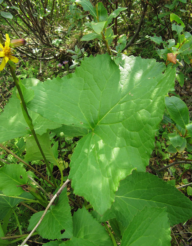 Изображение особи Ligularia sibirica.