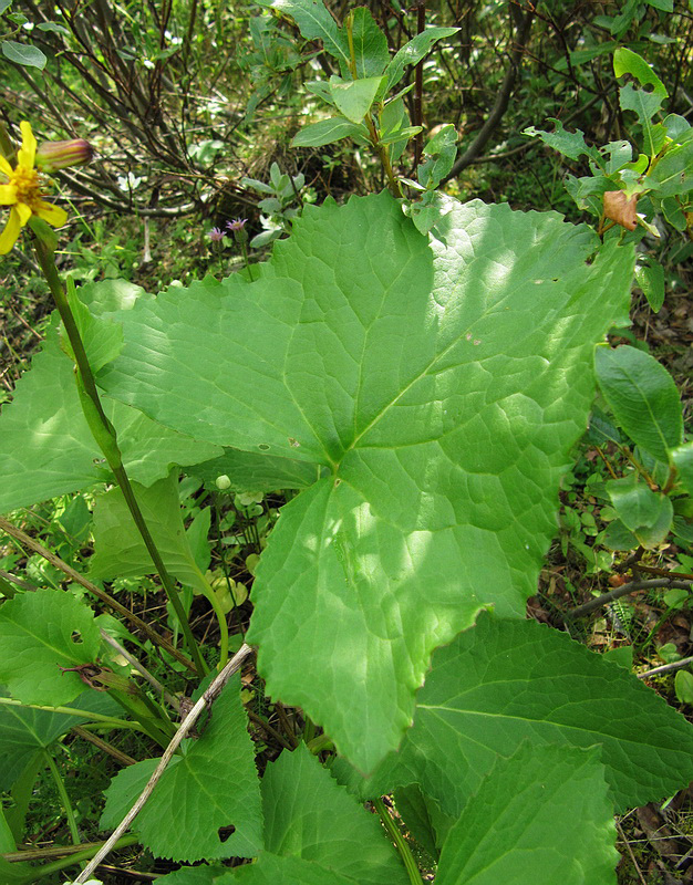 Image of Ligularia sibirica specimen.