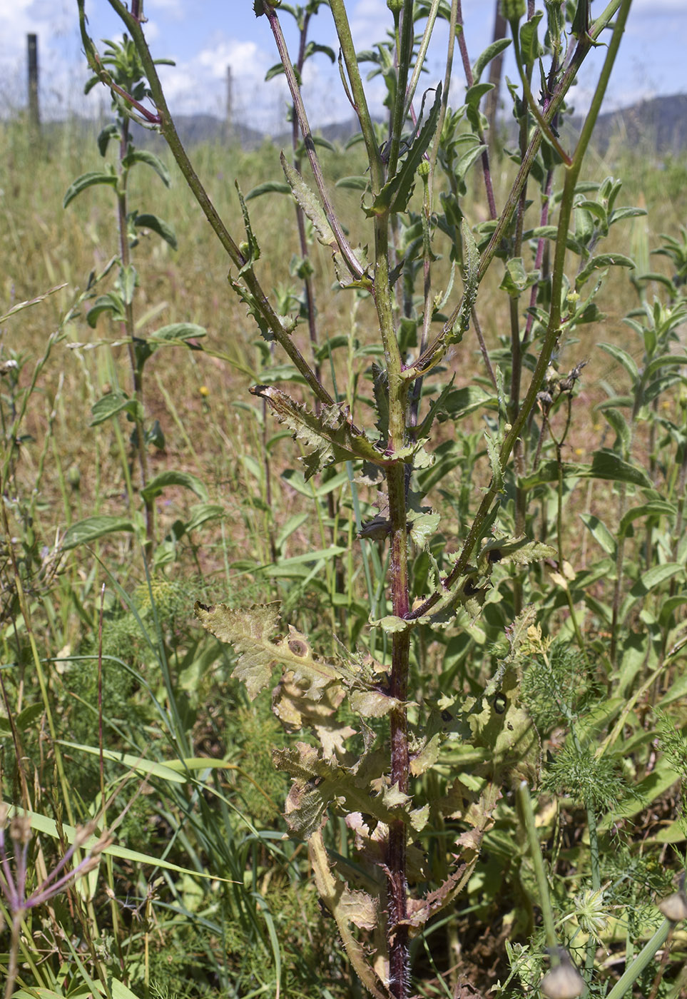 Image of Urospermum picroides specimen.