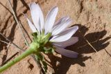 Epilasia mirabilis. Цветок (вид со стороны обёртки). Таджикистан, Хатлонская обл., Кабодиёнский р-н, хр. Аруктау, окр. пер. Дандан-Чикан, пестроцветы. 15 апреля 2025 г.