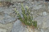 genus Galium. Цветущее растение. Крым, городской округ Ялта, окр. пгт Санаторное (Меллас), заброшенный парк, на каменном ограждении. 09.06.2025.