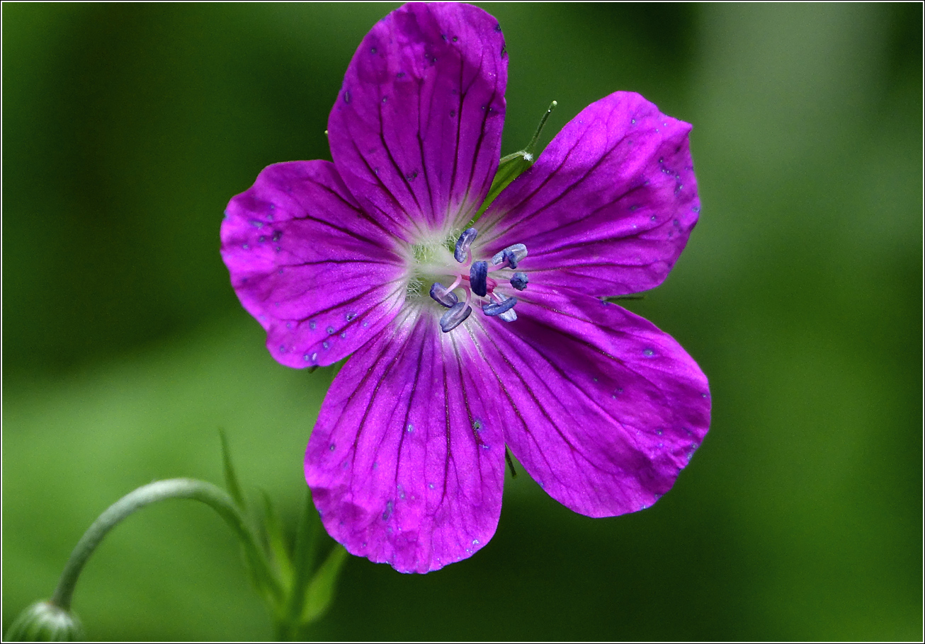 Image of Geranium palustre specimen.
