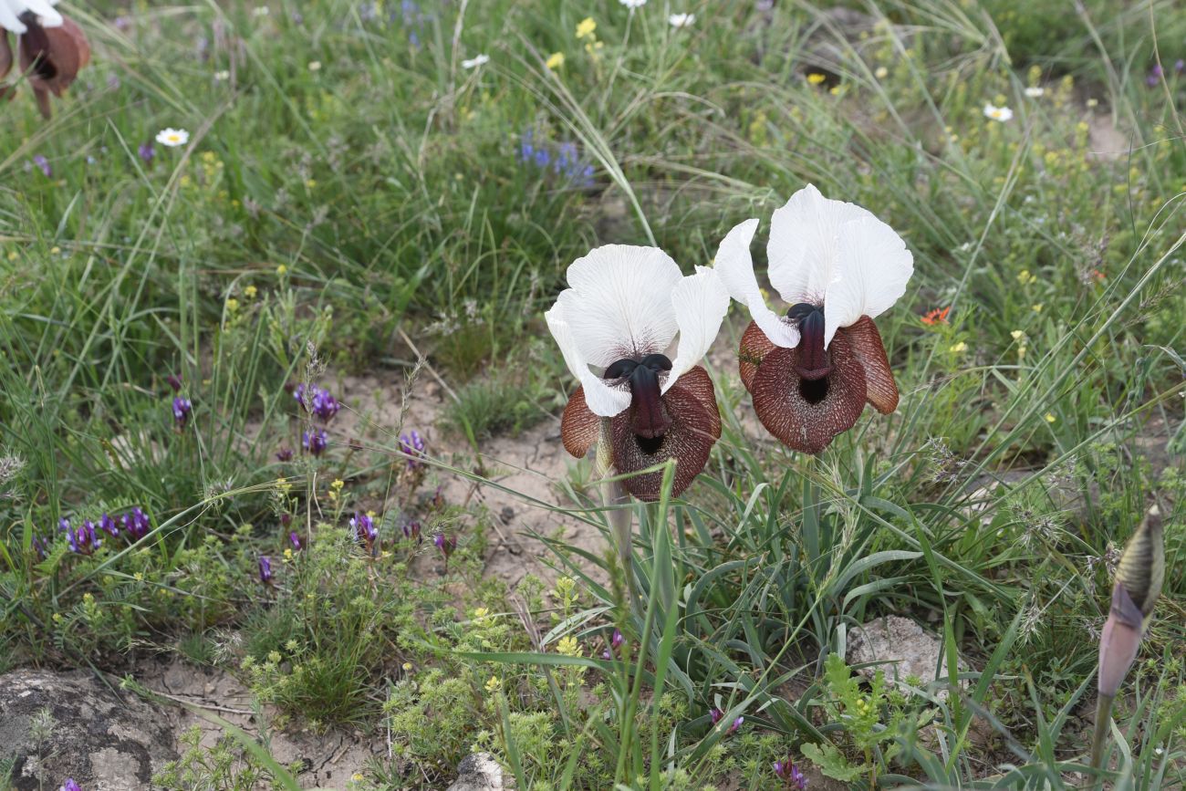 Image of Iris elegantissima specimen.