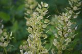Thlaspi arvense