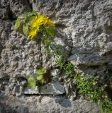 род Hypericum. Верхушка цветущего растения. Абхазия, окр. г. Новый Афон, вершина Иверской горы, подпорная крепостная стена. 12.06.2025.