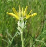 genus Podospermum. Соцветие. Крым, Симферополь, Петровские скалы. 15 мая 2010 г.