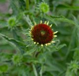 Echinacea purpurea. Соцветие. ЛНР, Славяносербский р-н, с. Хорошее, сортоиспытательная опытная станция, участок лекарственных растений. 26.06.2025.