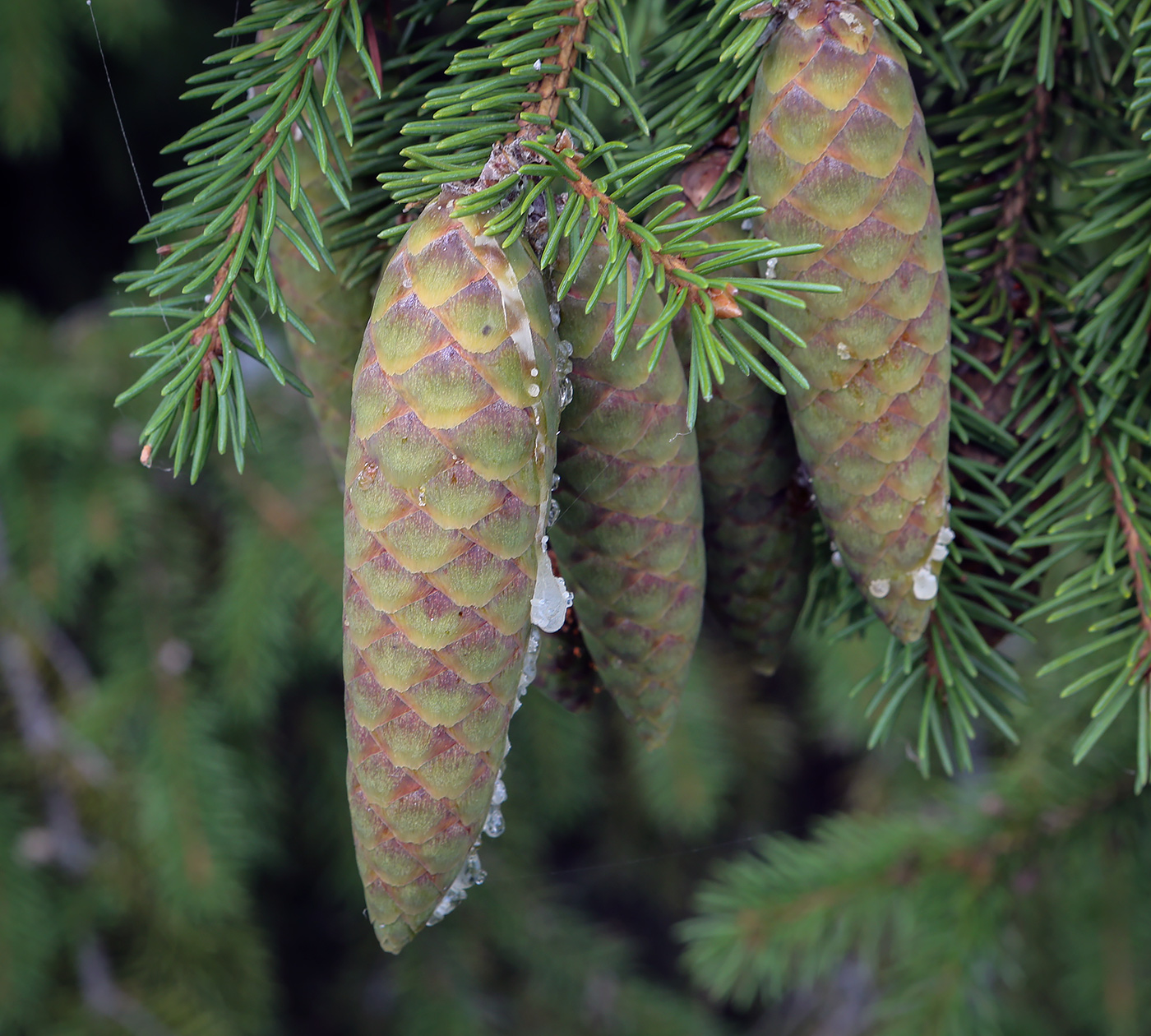 Image of Picea &times; fennica specimen.