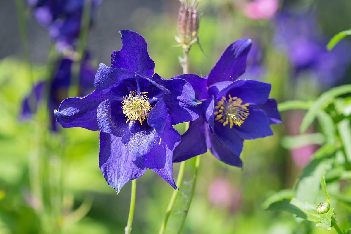 Изображение особи Aquilegia glandulosa.