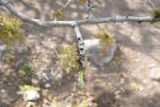 род Fraxinus