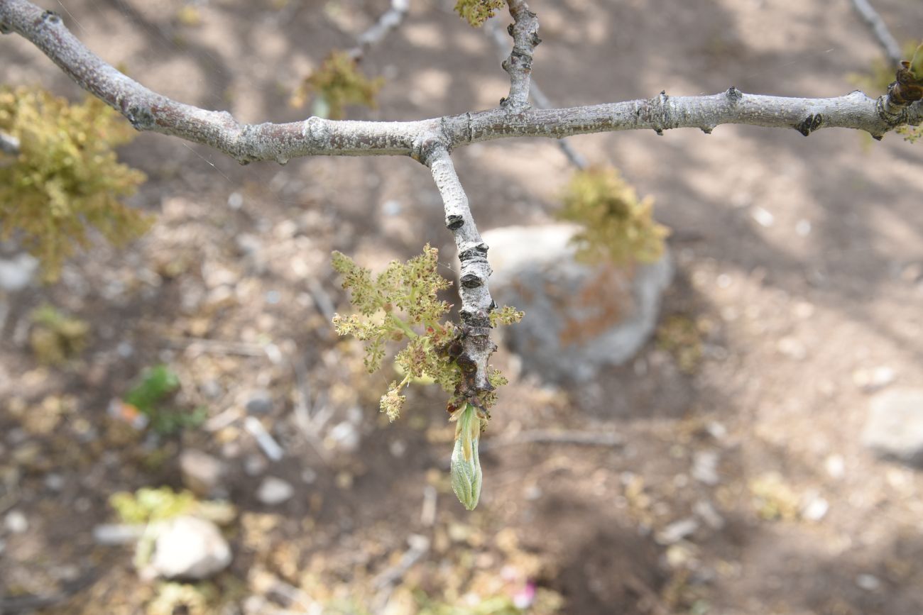 Изображение особи род Fraxinus.