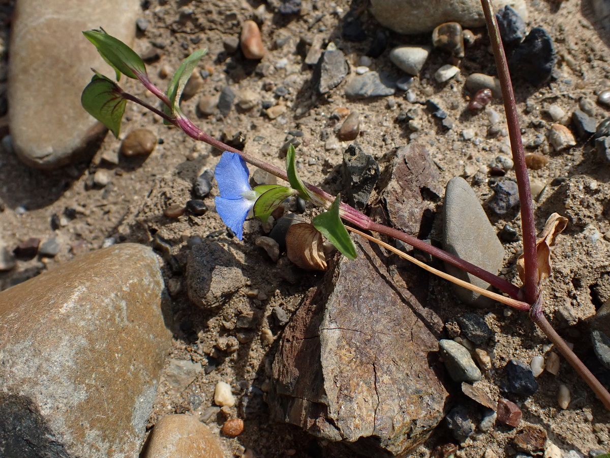 Image of Commelina communis specimen.