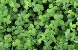 Trifolium repens