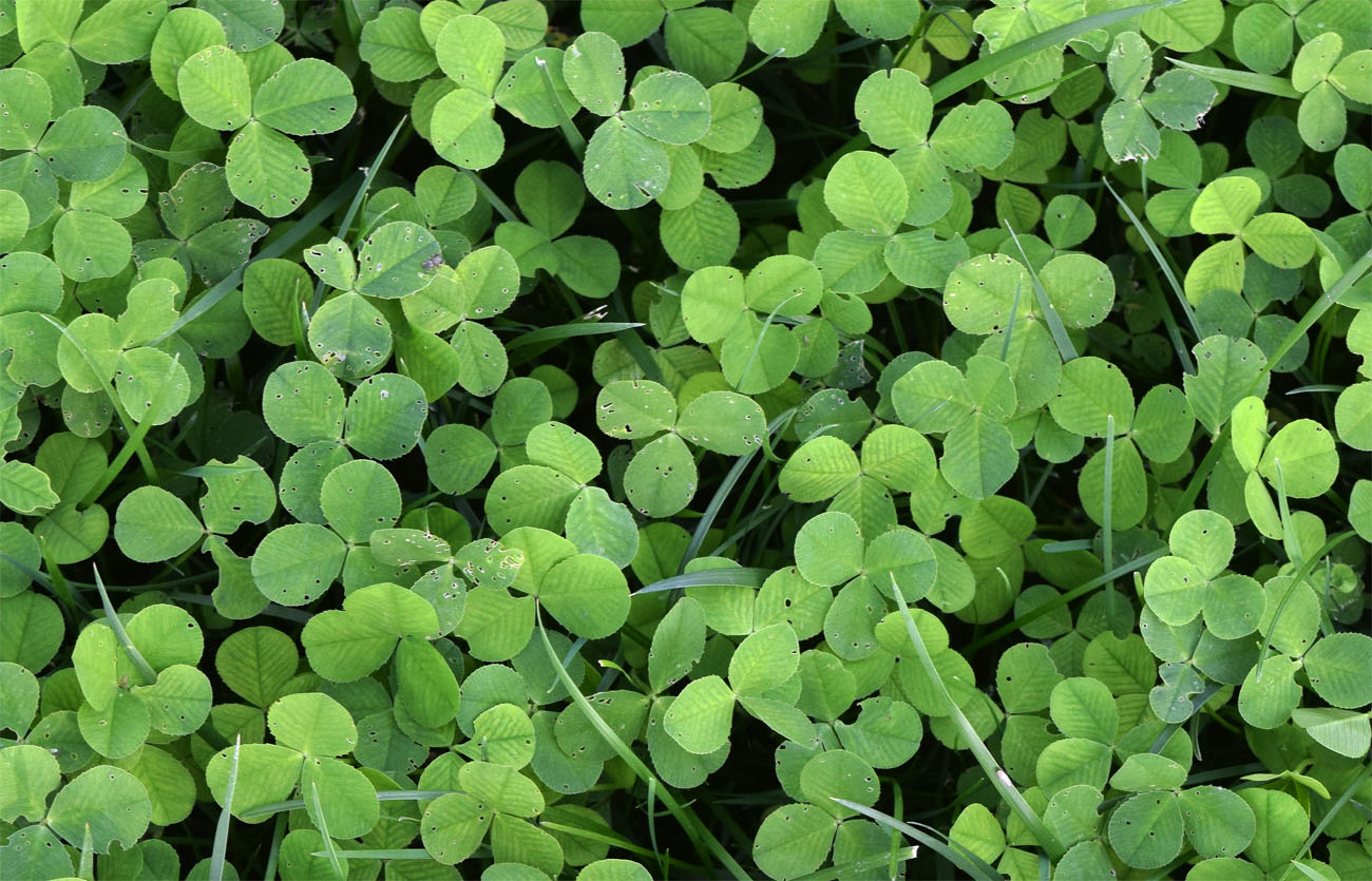 Изображение особи Trifolium repens.