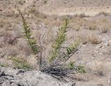 Salsola dendroides. Плодоносящее растение. Кыргызстан, Баткенская обл., Лейлекский р-н, 12 км западнее пос. Самаркандык, пестроцветные глины, 1400 м н.у.м., у сухого русла. 28.09.2025.