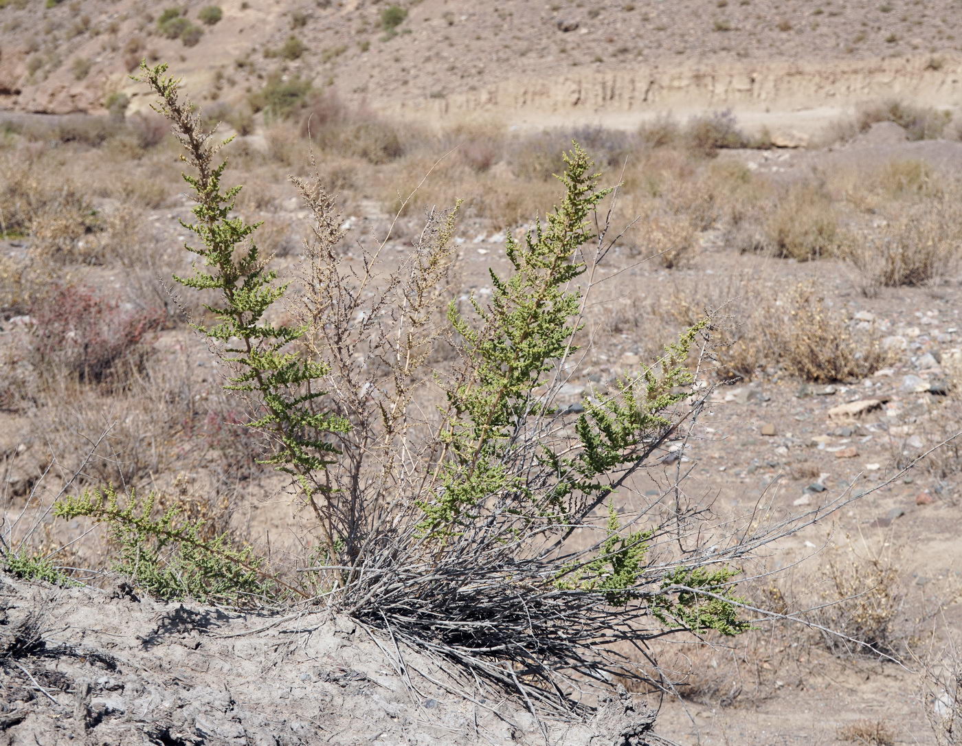 Image of Salsola dendroides specimen.