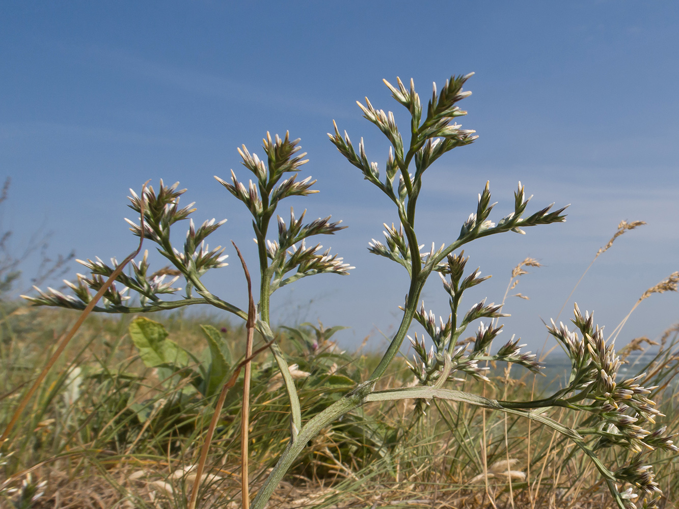 Image of genus Goniolimon specimen.