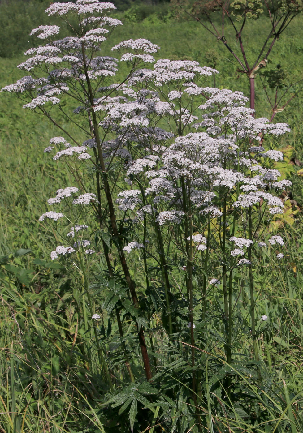 Изображение особи Valeriana officinalis.