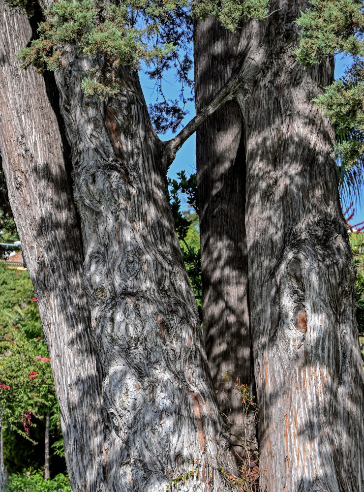 Image of Cupressus macrocarpa specimen.