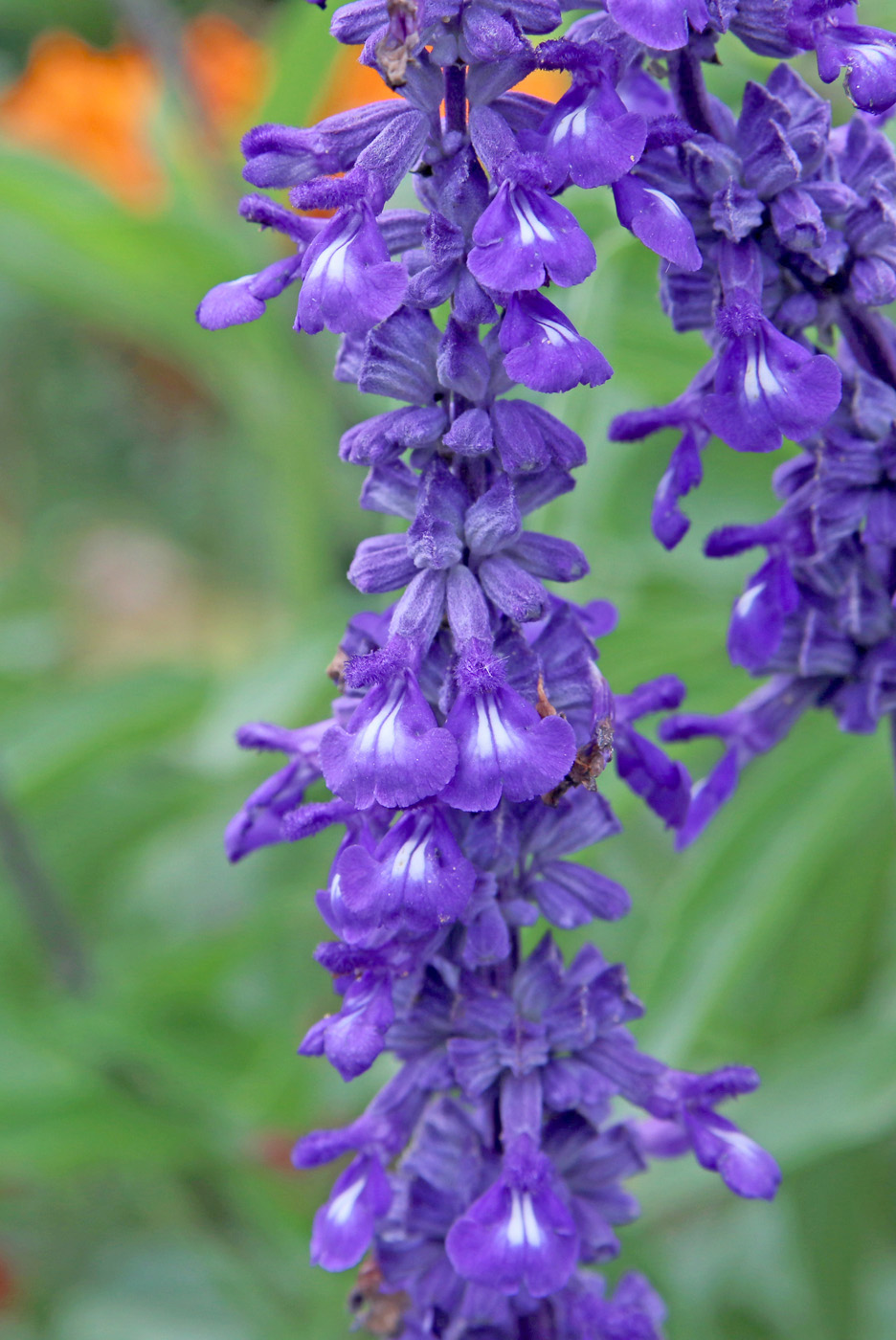 Image of Salvia farinacea specimen.