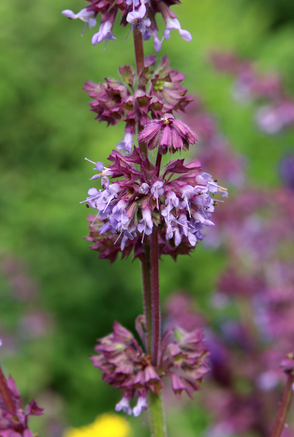 Изображение особи Salvia verticillata.