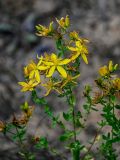 Hypericum perforatum. Верхушка цветущего растения. Московская обл., Богородский гор. округ, окр. СНТ \"Купавна\", осыпающийся склон карьера. 12.07.2025.