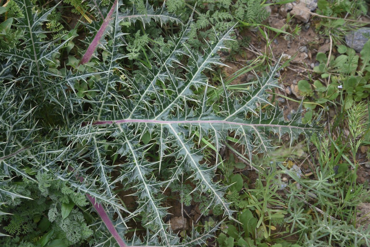 Изображение особи семейство Asteraceae.