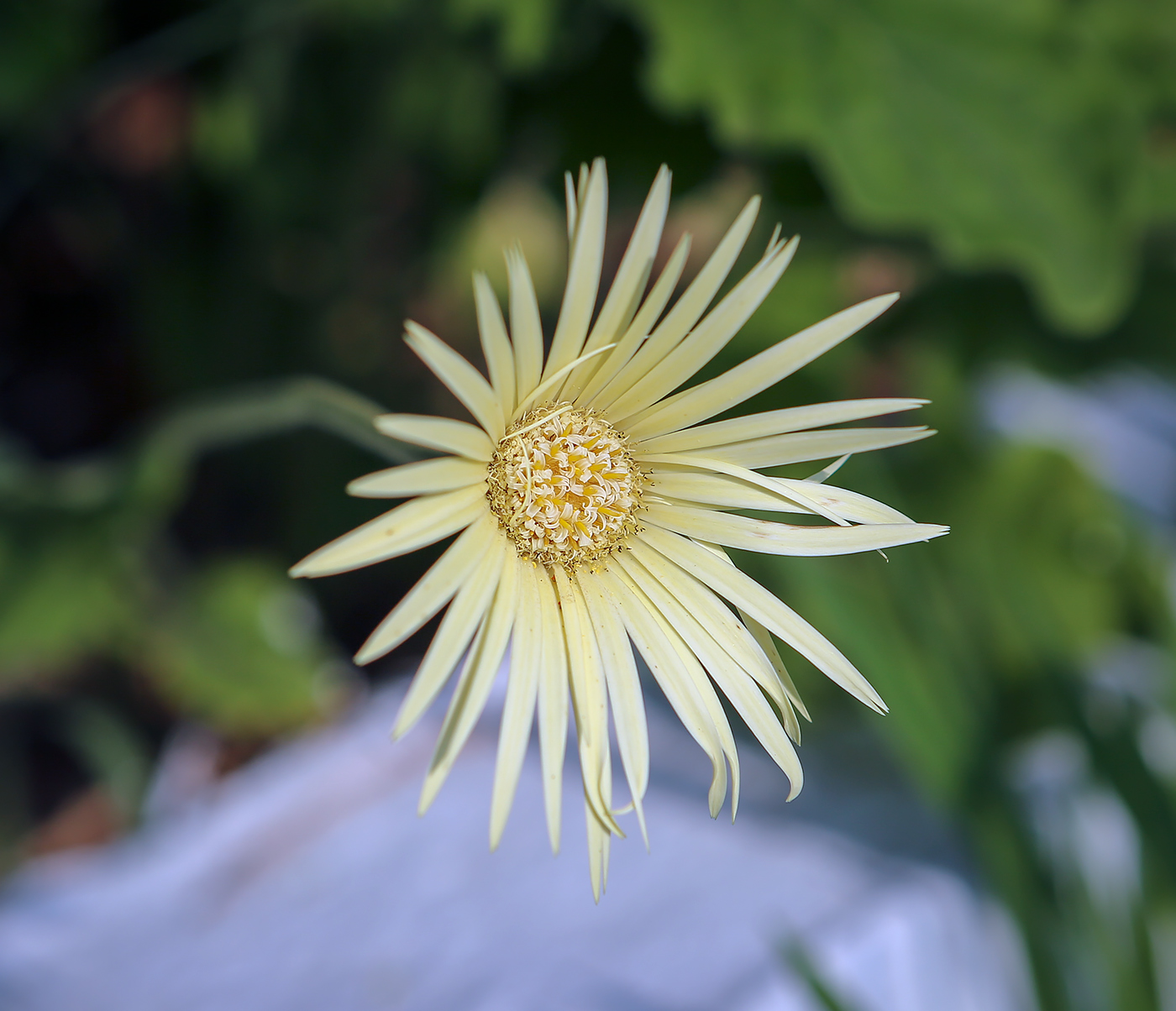 Изображение особи Gerbera jamesonii.