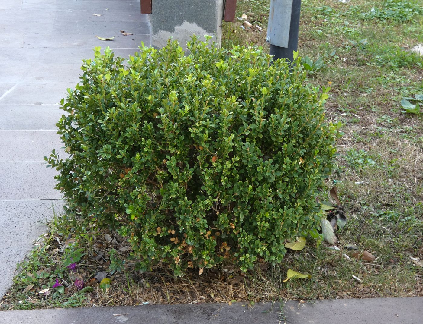 Image of Buxus sempervirens specimen.