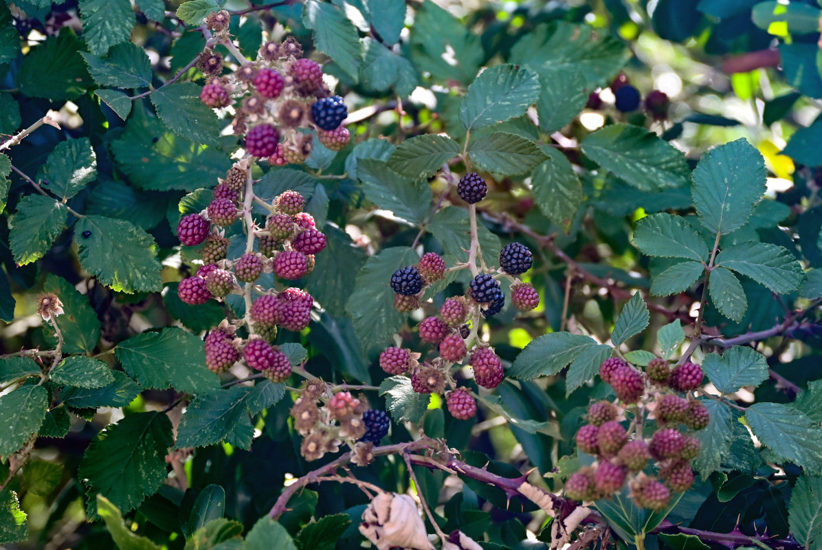 Изображение особи Rubus ulmifolius.