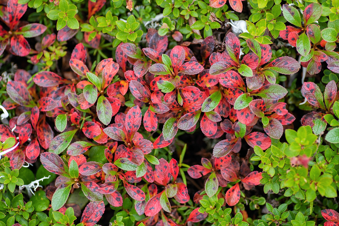 Изображение особи Arctous alpina.