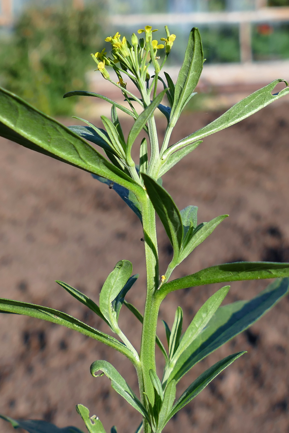 Image of Erysimum cheiranthoides specimen.