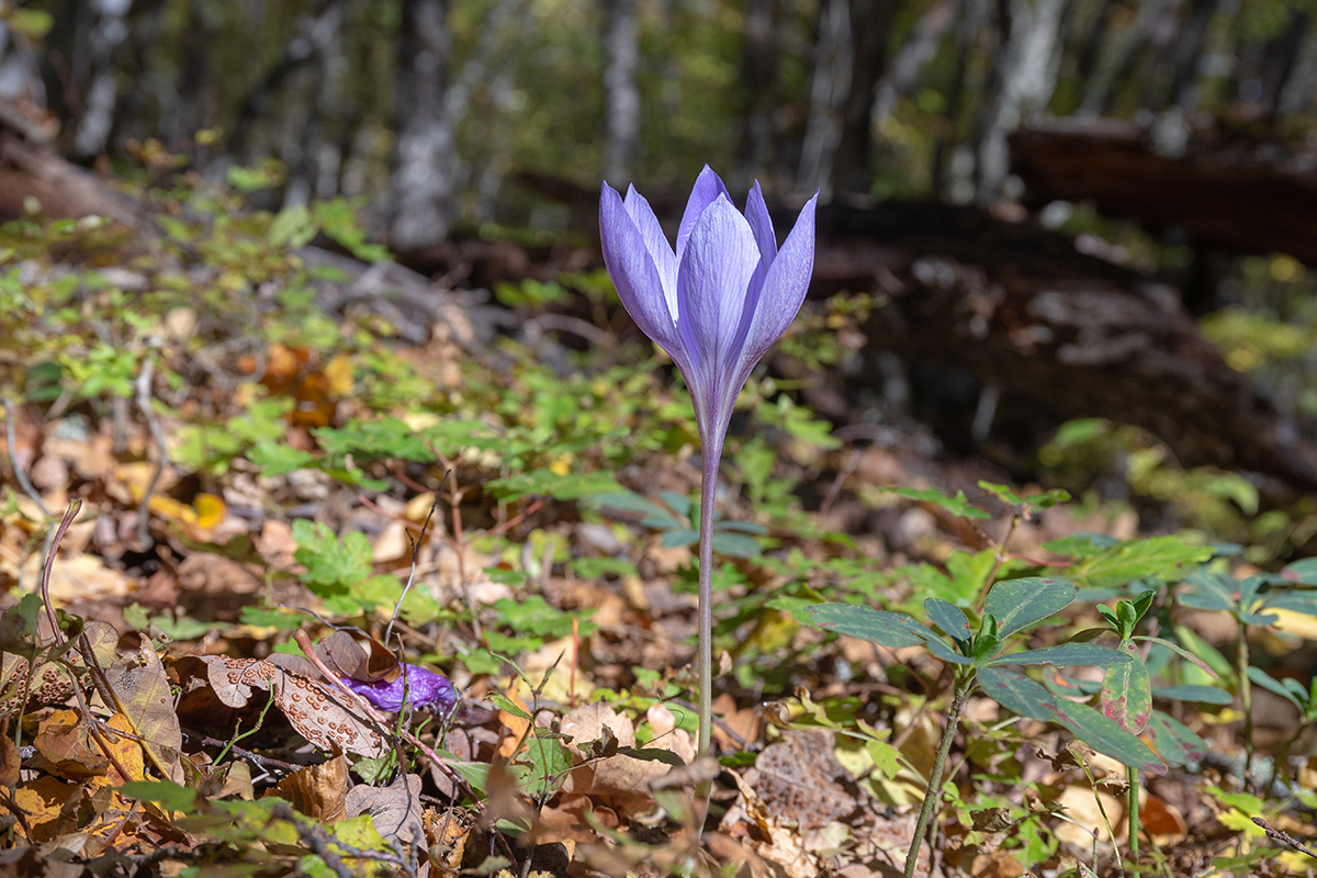 Image of Crocus speciosus specimen.