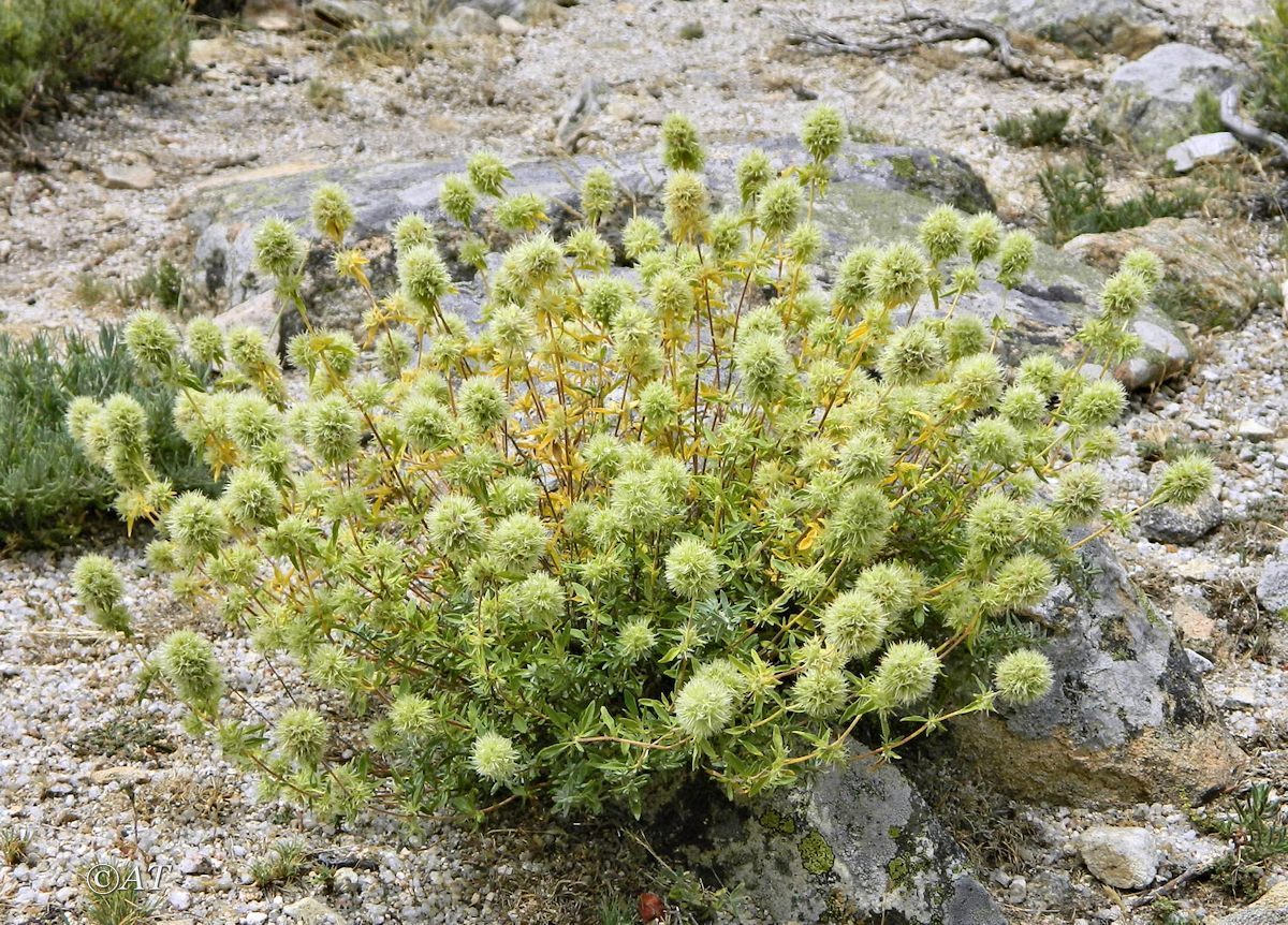 Image of genus Thymus specimen.