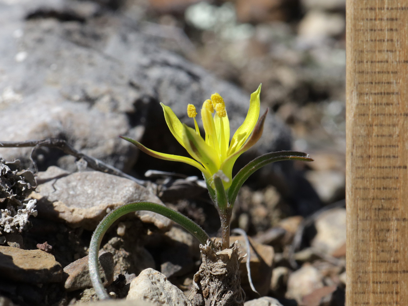 Image of Gagea taurica specimen.