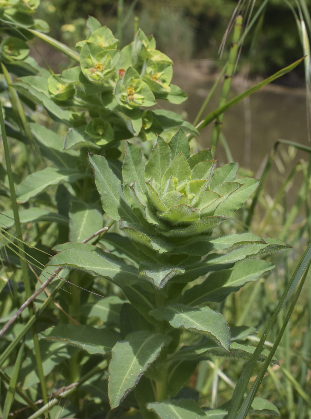 Image of Euphorbia hirsuta specimen.