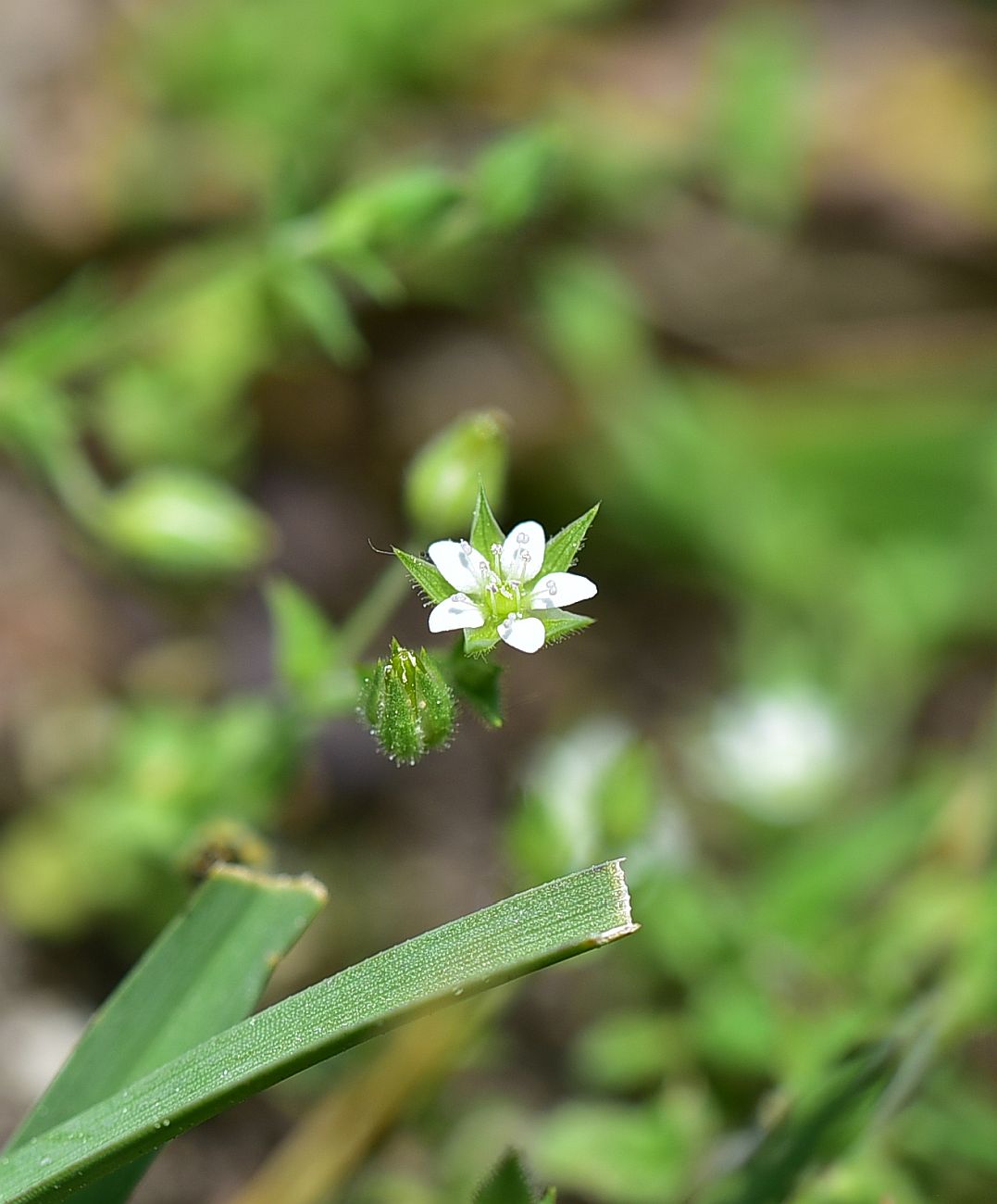 Image of Unknown species specimen.