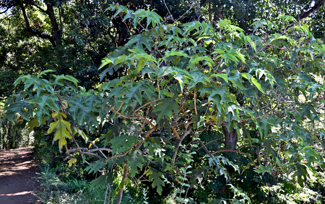 Image of Montanoa bipinnatifida specimen.