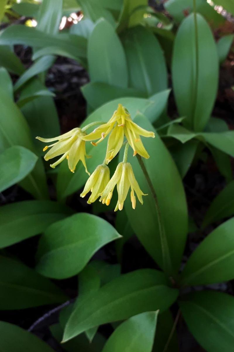 Image of Clintonia borealis specimen.