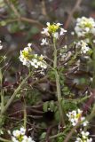 Nasturtium officinale. Верхушки цветущих и плодоносящих побегов. Дагестан, Магарамкентский р-н, окр. с. Приморский, песчаный пляж, берег ручья. 02.05.2026.